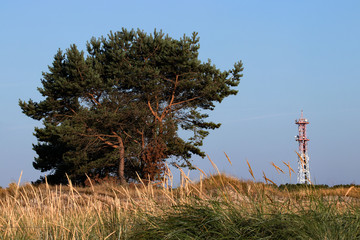 Kiefer mit Funkmast am Darsser Ort, Deutschland