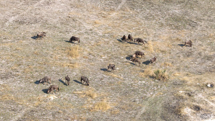 Blue Wildebeast in the Okavango delta