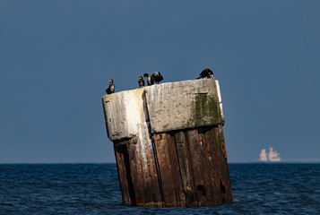 Kormorane auf einer Brüstung in der Ostsee, Darsser Ort