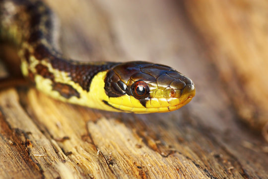 portrait of juvenile Zamenis longissimus