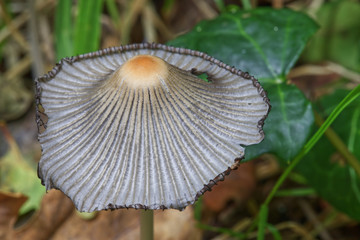 Close up macro of a Parasola plicatilis mushroom, Pleasted Ink Cap