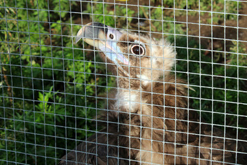 Vulture behind bars in the zoo
