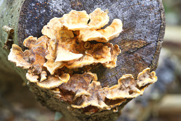 Close up of mushrooms growing on the end of a log on the forest floor, Hen of the Woods