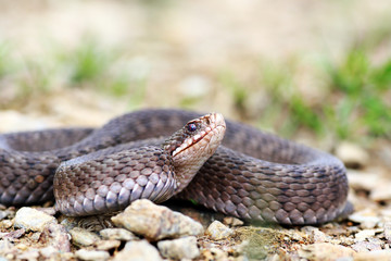 Vipera berus ready to strike