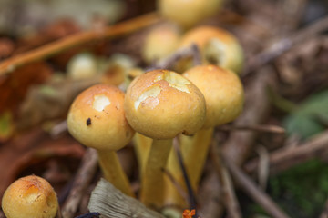 Macro close up of small brown mushrooms on the forest floor