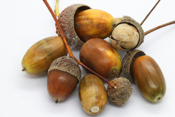 close up of a collection of brown acorns and husks set against a white background