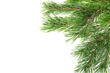 Obraz premium Christmas composition. Christmas tree branch, pine cones, fir branches on white background.