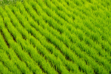 Young rice field in Bali island