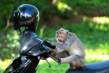 Crzay funny monkey © Stéphane Bidouze