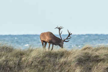 brunft an der ostsee