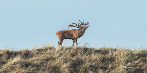 hirsch auf der ostseedüne
