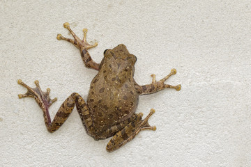 Image of Frog, Polypedates leucomystax,polypedates maculatus on the wall.  Reptile. Animal.