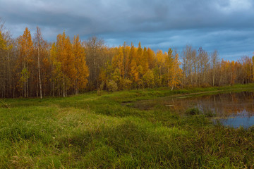 Brightly green grass and small deciduous forest