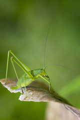 Fototapeta premium Image of family Tettigoniidae(Mirollia hexapinna) are commonly called katydids or bush-crickets on dry leaves brown. Insect. Animal