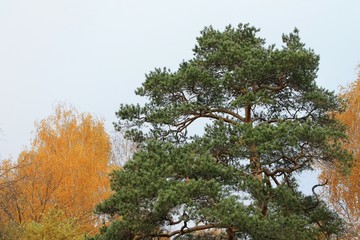 autumn contrast in the forest