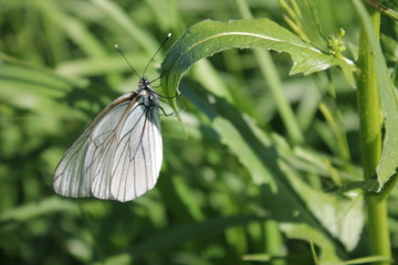 white butterfly