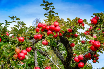 Red apples