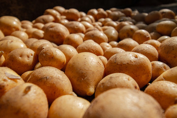 Heap of fresh young organic potatoes. Closeup, selective focus