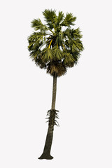 Washington Palm Tree isolated on white background with a high resolution suitable for graphic. with clipping path