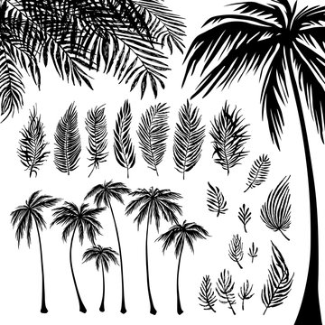 set of black Palm trees silhouette and branches on a white background. Vector illustration, design element for congratulation cards, print, banners and others