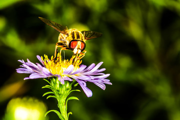 bee pollinates flower Erigeron in the botanical garden, background macro photo
