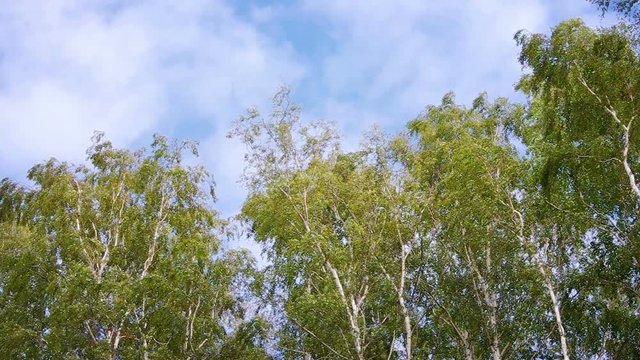 Summer Forest and Blue Sky
