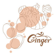 hand drawn ginger root, spicy ingredient, ginger logo, healthy organic food, spice ginger isolated on white background, culinary herbs, label, food, natural healthy food, vector graphic to design