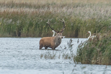 Rotwild im wasser