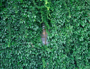 Lush green wall of hedera helix or creeper ivy carpet foliage pattern