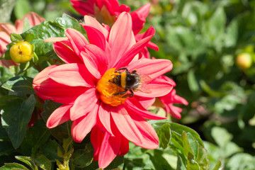 hairy bee on a flower