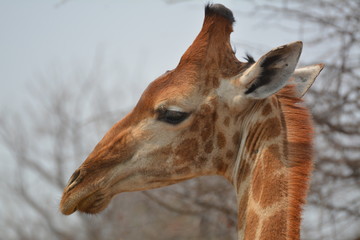 Obraz premium Girfaffe Close up