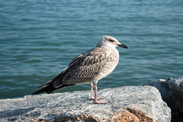 angry seagull on the beach