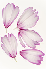 Obraz na płótnie Canvas cosmos flower petals