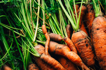 Fresh carrots close-up on a wooden background