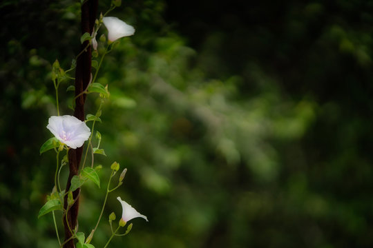 White flower Jacquemontia pringlei with Soft Focus Background