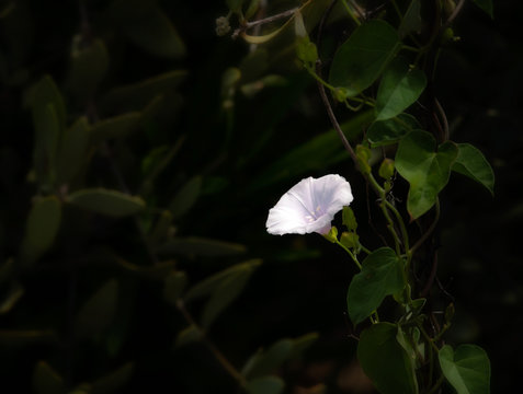 White flower Jacquemontia pringlei with Soft Focus Background