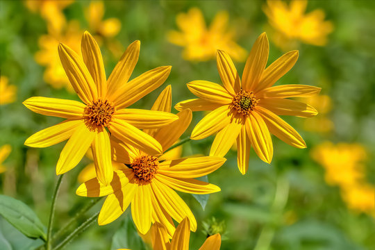 2 768 最適な 菊芋の花 画像 ストック写真 ベクター Adobe Stock