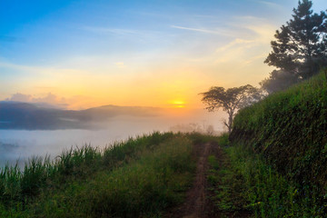 View of earth road and grass flowers covered in foggy during morning sunrise.