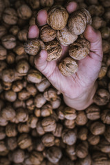 walnuts in hand