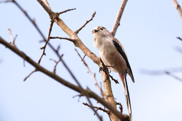 Long-tailed Tit (Aegithalos caudatus) Singing from a branch