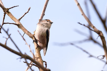Long-tailed Tit (Aegithalos caudatus) Singing from a branch