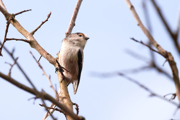 Fototapeta premium Long-tailed Tit (Aegithalos caudatus) Singing from a branch