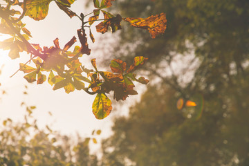 Autumn leaves vintage 