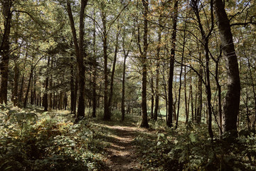 Fototapeta premium path in forest