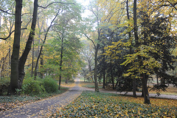 Trees with colorful leaves during foliage in autumn in Europe