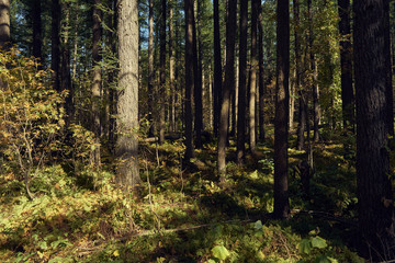 morning in the forest