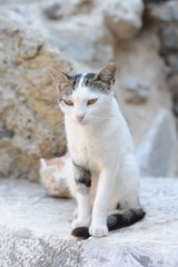  A cat siiting on the rocks in summer in Turkey