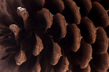 Extreme closeup of pine cone