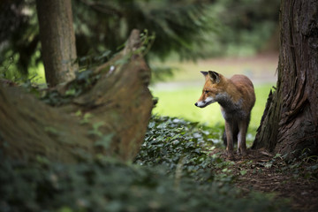 Rotfuchs auf der Insel Mainau