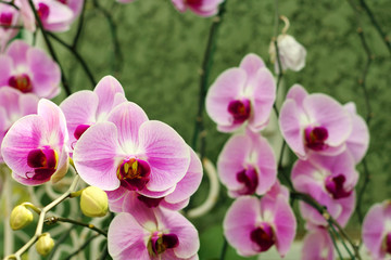 Fototapeta na wymiar Close up of orchids bouquet with natural background, beautiful blooming orchid flower in the garden.